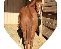 double-registered-quarter-horse