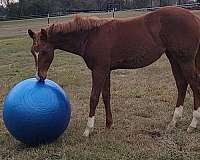 reining-quarter-horse