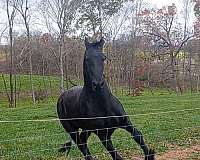 friesian-stallion