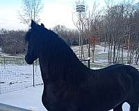 at-stud-friesian-horse