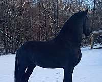 under-500-friesian-horse