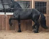 at-stud-friesian-horse