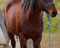 bay-quarter-horse-mare