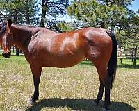 bay-aqha-mare