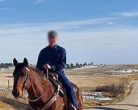 bay-aqha-horse