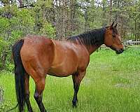 14-hand-quarter-horse-mare