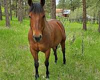 bay-quarter-horse-for-sale