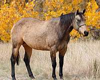 started-under-saddle-quarter-horse