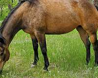 buckskin-quarter-horse-mare