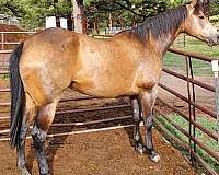 buckskin-started-under-saddle-horse