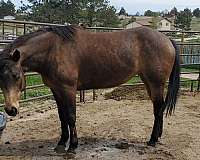 started-under-saddle-mare