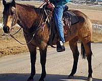 started-under-saddle-horse