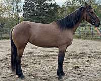 friesian-horse