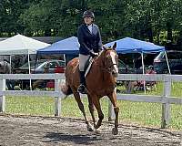 dressage-appendix-pony