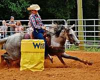 blue-roan-quarter-horse-mare