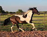 dressage-azteca-pony