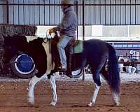 andalusian-azteca-pony