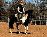 andalusian-filly-azteca-pony