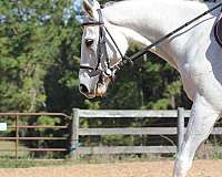 all-around-thoroughbred-horse