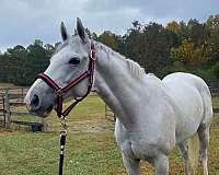 around-thoroughbred-horse