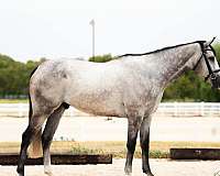 thoroughbred-horse-for-sale