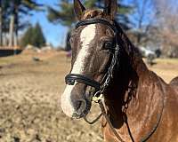 big-mover-welsh-pony