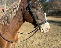 don-welsh-pony