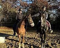 stunning-welsh-pony