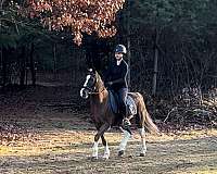 all-around-welsh-pony