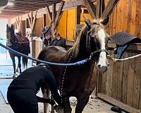 stunning-welsh-pony