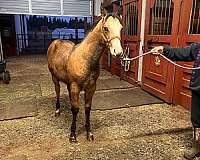 buckskin-dun-foundation-horse