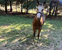 working-cow-filly-foal