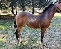 buckskin-dun-aqha-filly-foal