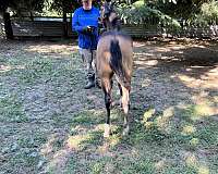 buckskin-dun-filly-foal-for-sale