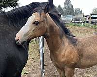 buckskin-dun-filly-foal