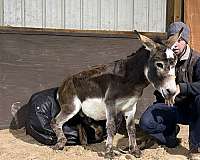 brown-kid-safe-donkey