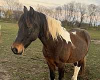 tobiano-black-white-patches-pony