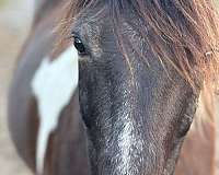 good-looking-pony-gelding