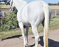 grey-chrome-dapples-horse