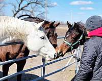 all-around-thoroughbred-horse