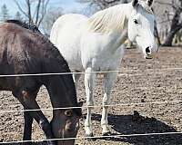 barrel-thoroughbred-horse