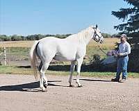 barrel-racing-thoroughbred-horse