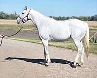 breeding-thoroughbred-horse