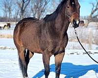 natural-horsemanship-train-thoroughbred-horse