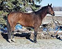 bay-natural-horsemanship-train-horse