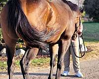 all-around-thoroughbred-horse