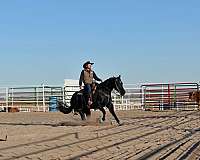 gelding-quarter-horse