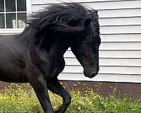 all-around-friesian-horse