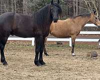 midnight-friesian-horse