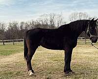 black-draft-gelding